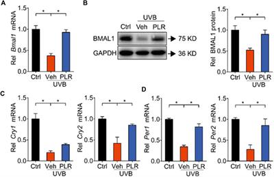 Puerariae lobatae radix protects against UVB-induced skin aging via antagonism of REV-ERBα in mice